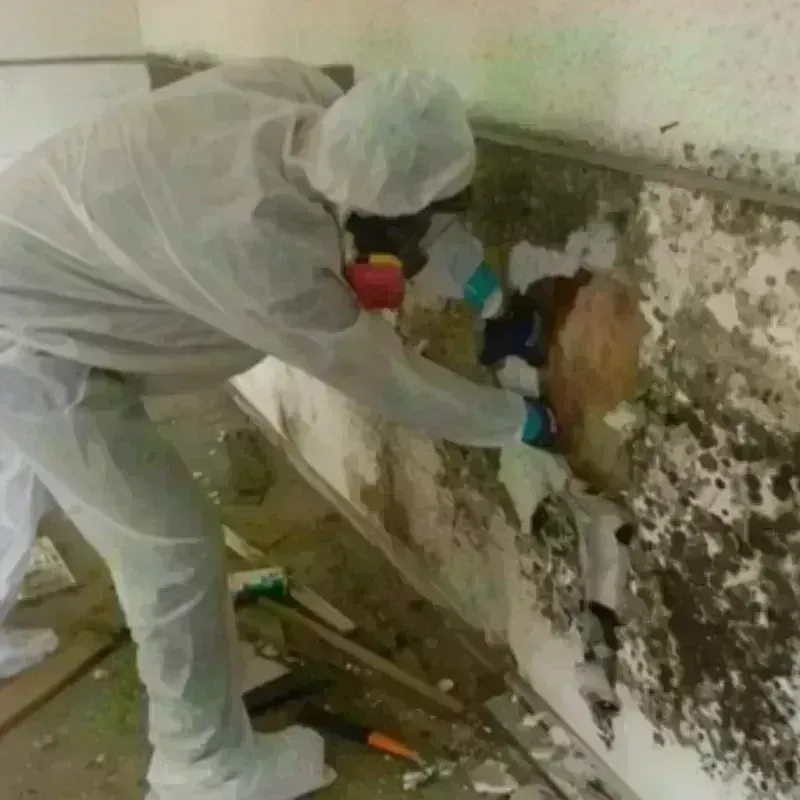 Mold Remediation and Removal in Denton, TX